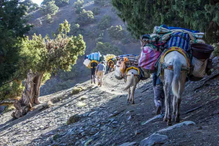Partir en vacances et pouvoir faire des randonnées avec des mules d'attelage, Calvi, Clos San Michele